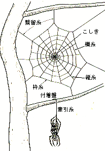 クモ 蜘蛛 の糸